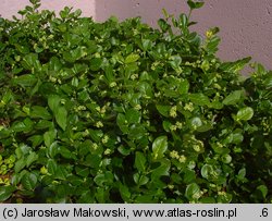 Euonymus japonicus (trzmielina japońska)