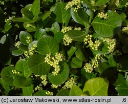 Euonymus japonicus (trzmielina japońska)