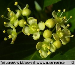 Euonymus japonicus (trzmielina japońska)