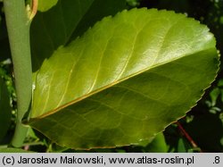 Euonymus japonicus (trzmielina japońska)