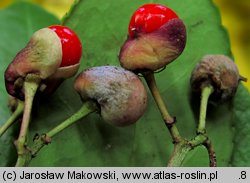 Euonymus japonicus (trzmielina japońska)