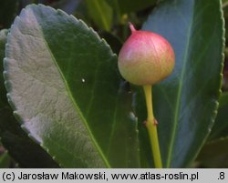 Euonymus japonicus (trzmielina japońska)