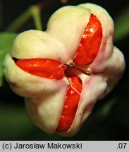 Euonymus verrucosus (trzmielina brodawkowata)