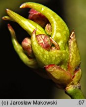 Euonymus verrucosus (trzmielina brodawkowata)
