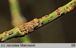 Euonymus verrucosa (trzmielina brodawkowata)