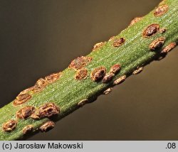 Euonymus verrucosa (trzmielina brodawkowata)