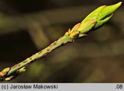 Euonymus verrucosa (trzmielina brodawkowata)