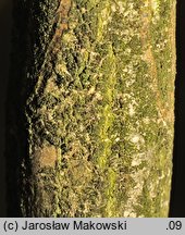 Euonymus verrucosus (trzmielina brodawkowata)