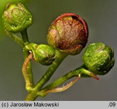 Euonymus verrucosa (trzmielina brodawkowata)