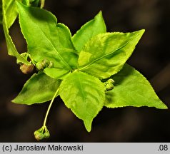 Euonymus verrucosa (trzmielina brodawkowata)