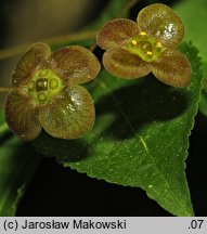 Euonymus verrucosa (trzmielina brodawkowata)