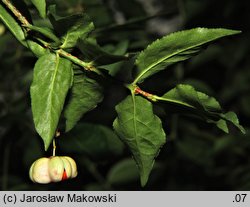 Euonymus verrucosa (trzmielina brodawkowata)