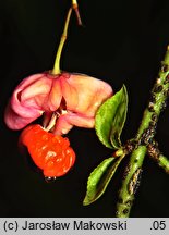 Euonymus verrucosus (trzmielina brodawkowata)