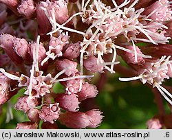 Eupatorium cannabinum