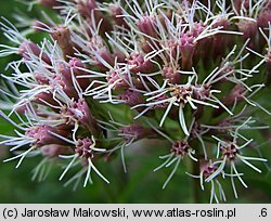 Eupatorium cannabinum