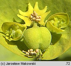 Euphorbia amygdaloides