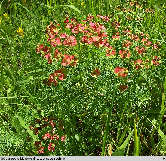 Euphorbia cyparissias