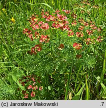 Euphorbia cyparissias