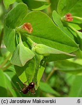 Euphorbia dulcis (wilczomlecz słodki)