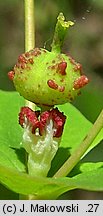 Euphorbia dulcis (wilczomlecz słodki)