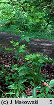 Euphorbia dulcis (wilczomlecz słodki)