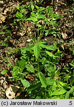 Euphorbia dulcis (wilczomlecz słodki)