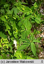 Euphorbia dulcis (wilczomlecz słodki)