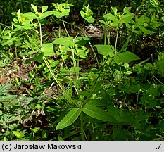 Euphorbia dulcis (wilczomlecz słodki)