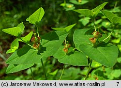 Euphorbia dulcis (wilczomlecz słodki)