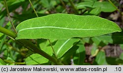 Euphorbia dulcis (wilczomlecz słodki)