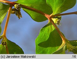 Euphorbia peplus