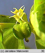 Euphorbia peplus