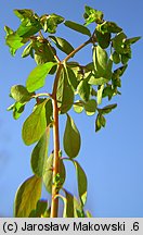 Euphorbia peplus