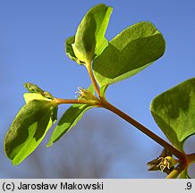 Euphorbia peplus