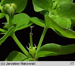 Euphorbia peplus