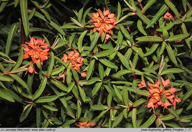 Euphorbia griffithii (wilczomlecz Griffitha)