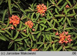 Euphorbia griffithii (wilczomlecz Griffitha)