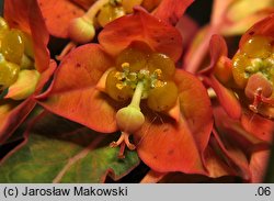 Euphorbia griffithii (wilczomlecz Griffitha)