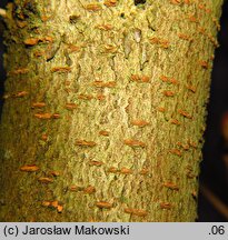 Euptelea polyandra (olszanka japońska)