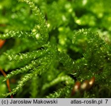 Eurhynchium angustirete (dzióbkowiec Zetterstedta)