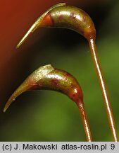 Eurhynchium angustirete (dzióbkowiec Zetterstedta)