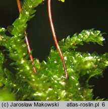 Eurhynchium angustirete (dzióbkowiec Zetterstedta)