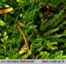 Eurhynchium angustirete (dzióbkowiec Zetterstedta)