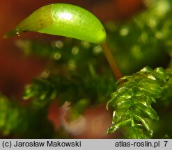 Eurhynchium angustirete (dzióbkowiec Zetterstedta)