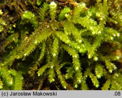 Eurhynchium angustirete (dzióbkowiec Zetterstedta)