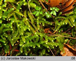 Eurhynchium angustirete (dzióbkowiec Zetterstedta)