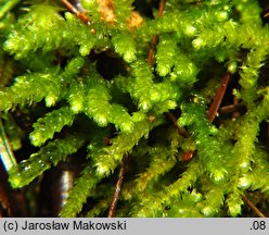 Eurhynchium angustirete (dzióbkowiec Zetterstedta)