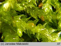 Eurhynchium angustirete (dzióbkowiec Zetterstedta)