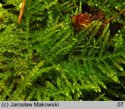 Kindbergia praelonga (kindbergia długogałęzista)