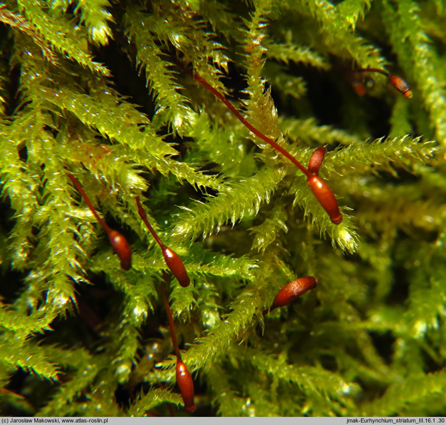 Eurhynchium striatum (dzióbkowiec bruzdowany)